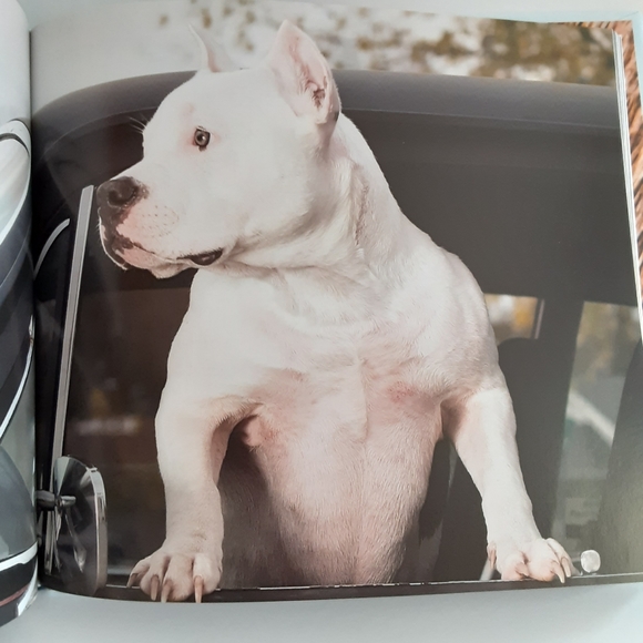 Dogs Hanging out of Windows - Picture 3 of 11